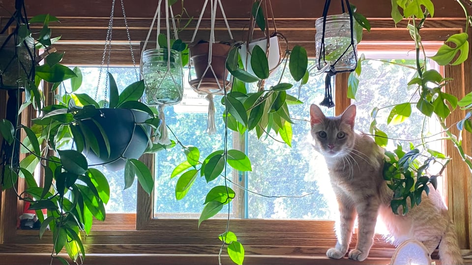 An orange cat with tabby markings on a window ledge, looking at the viewer. There are plants hanging down in pots and jars in front of the window.
