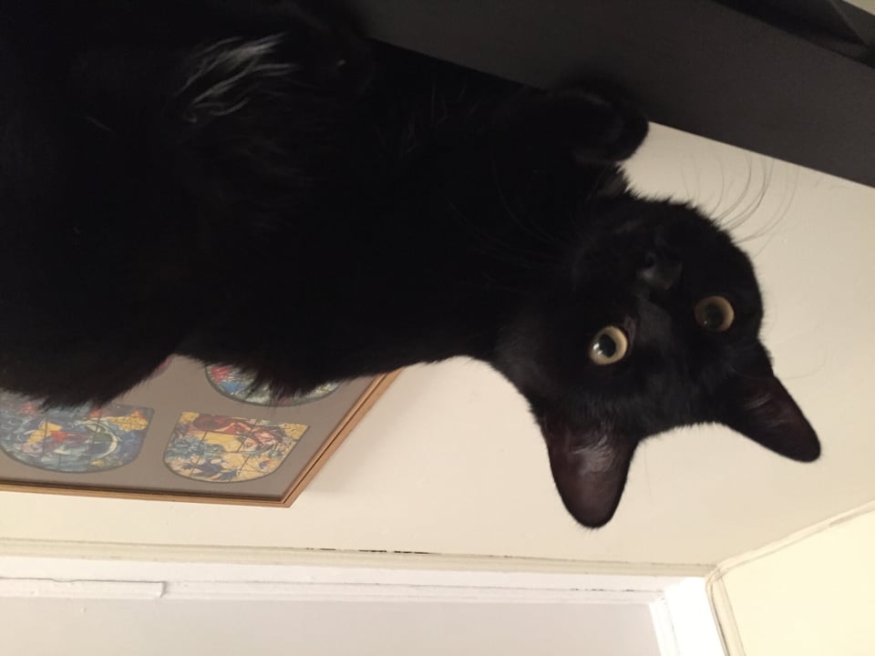view from below of adorable black cat peering from a bed frame