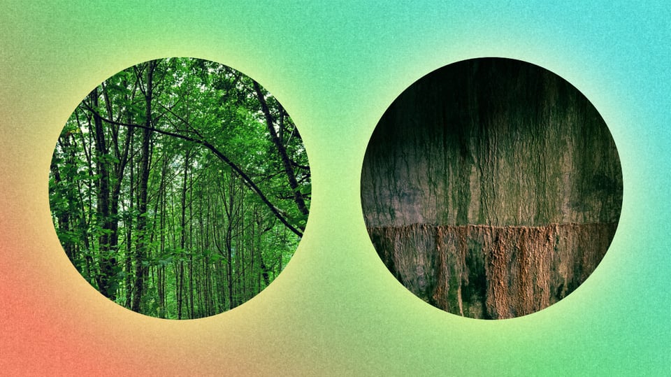 graphic with a lush green forest on the left, a gross horrifying concrete bunker on the right