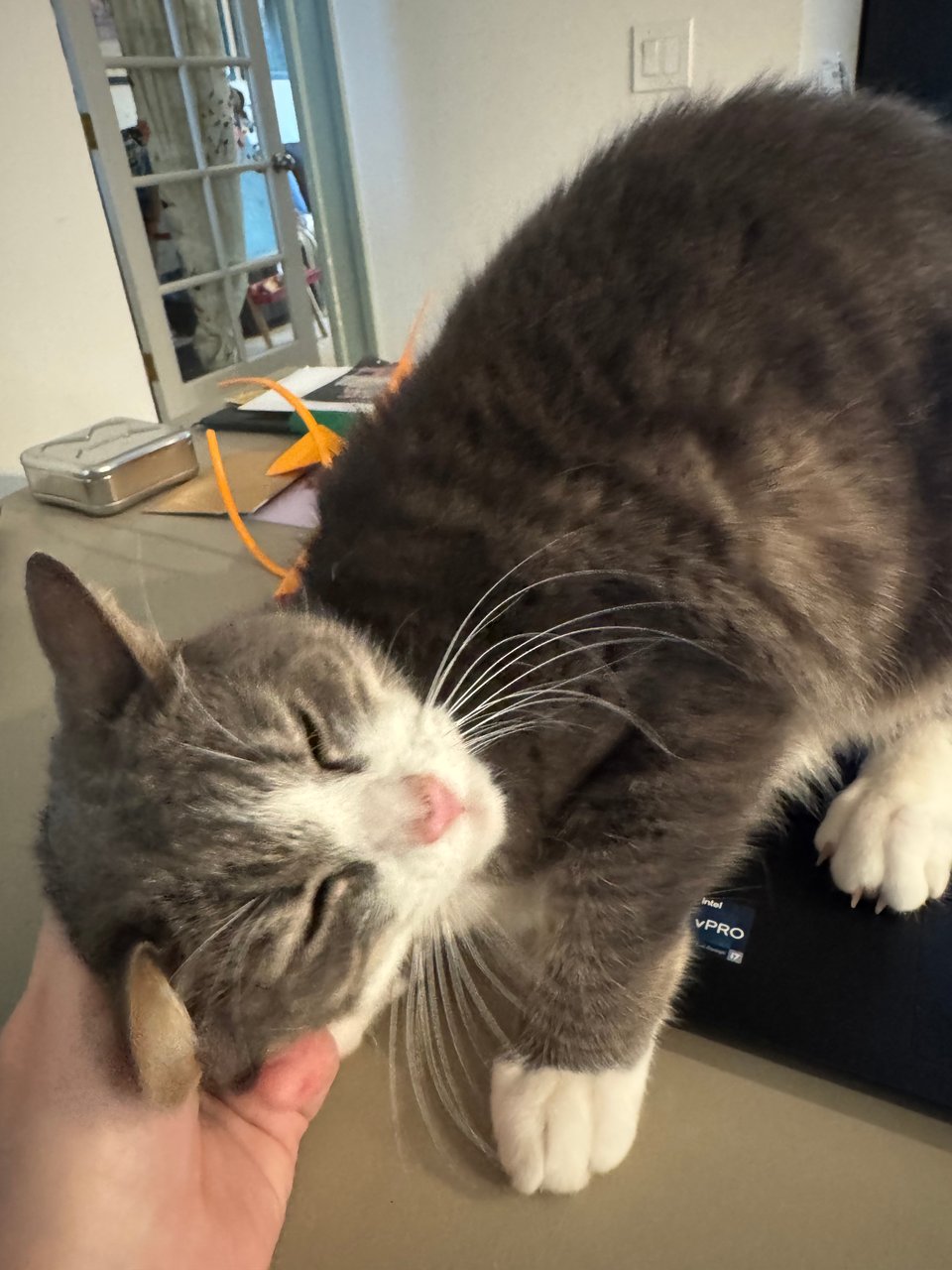 A gray cat with a white face standing on a laptop, receiving pets.