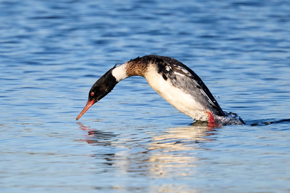 A duck, elegantly curving for a dive