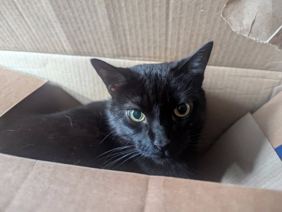 A wide-eyed cat looking up from a cardboard box