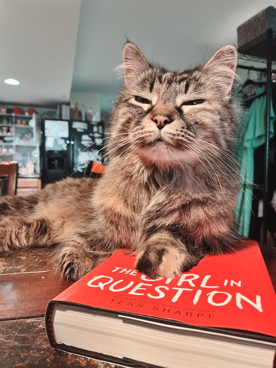 Tommen, a long-haired, grey and brown cat, squints at the camera. She is laying partially on a table and partially on the book The Girl in Question by Tess Sharpe.
