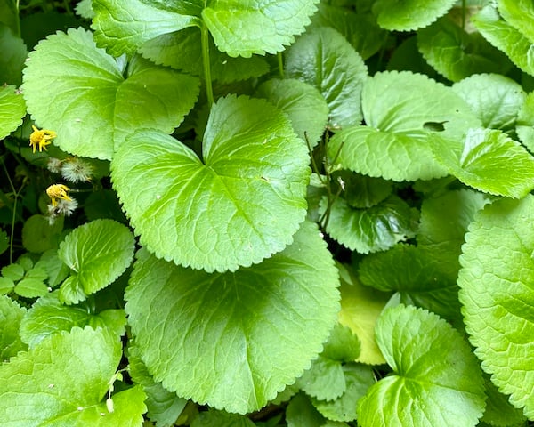 Packera aurea's foliage is heart-shaped and glossy green.