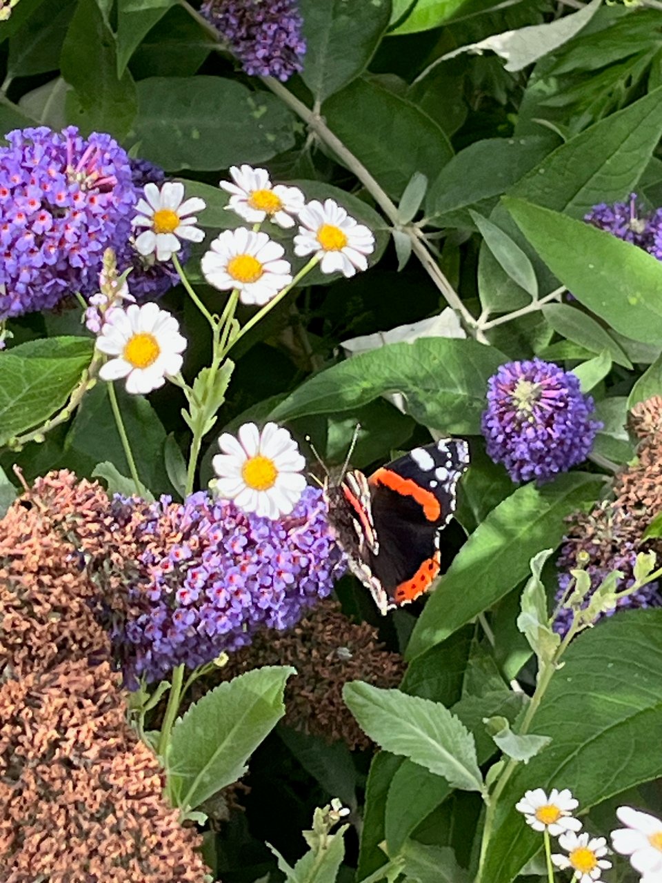 a red admiral on a purple spray of buddleia. Foliage and a flowering stem of costmary is growing through behind the butterfly