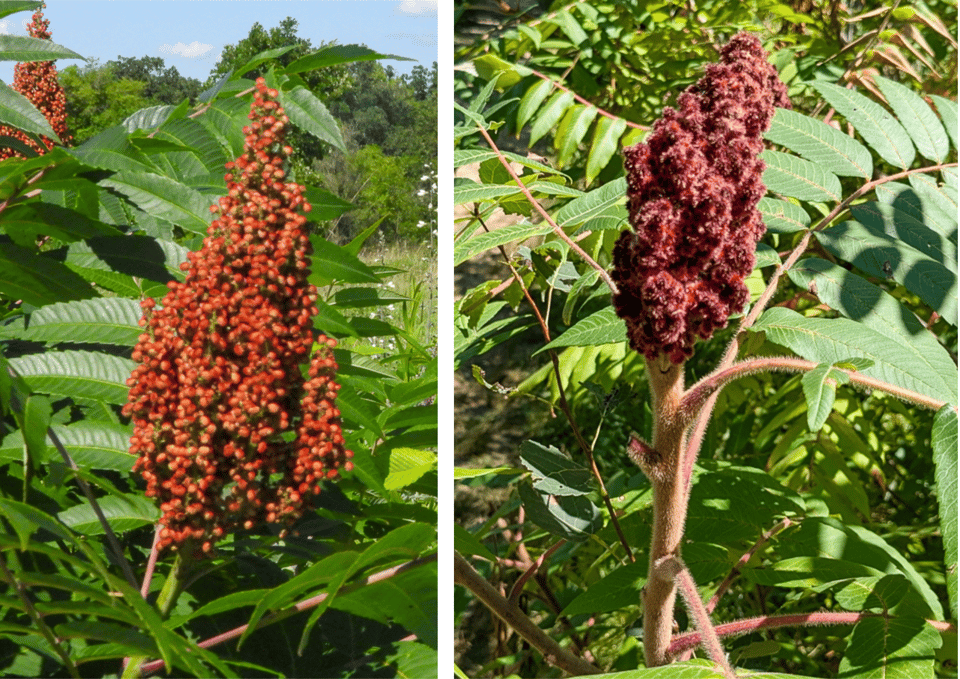 Left: Smooth sumac. Compare with the hairs on the staghorn sumac (right). / Photo by Steve Dietz (left); Paula Pebsworth on iNaturalist (right)