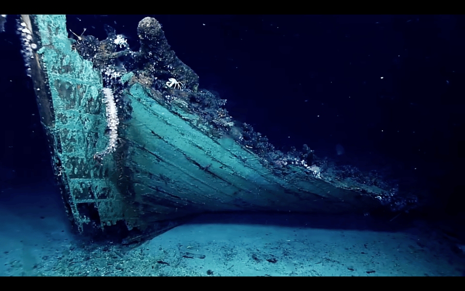 a wooden shipwreck on the seabed in the Gulf of Mexico, it has lots of life crawling over it including a little octopus