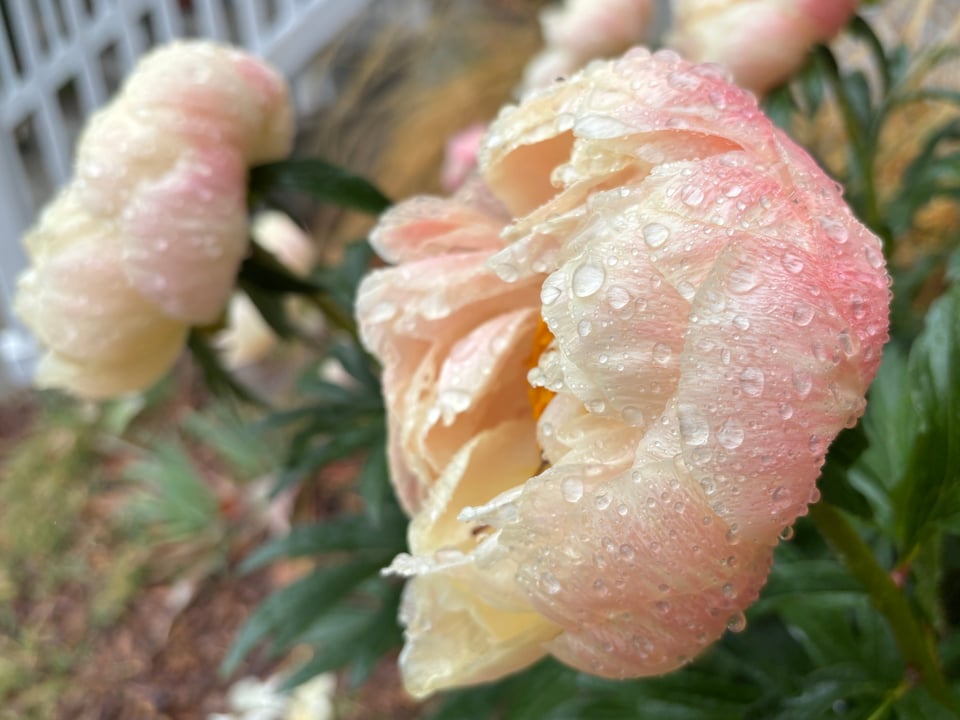 Pale pink peonies heavy with rain