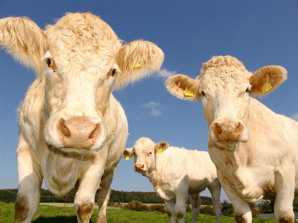 A photograph of three cows looming close and looking straight at the camera. The cows are all white, and they are standing in a green field with a bright, clear blue sky behind them on a sunny day.