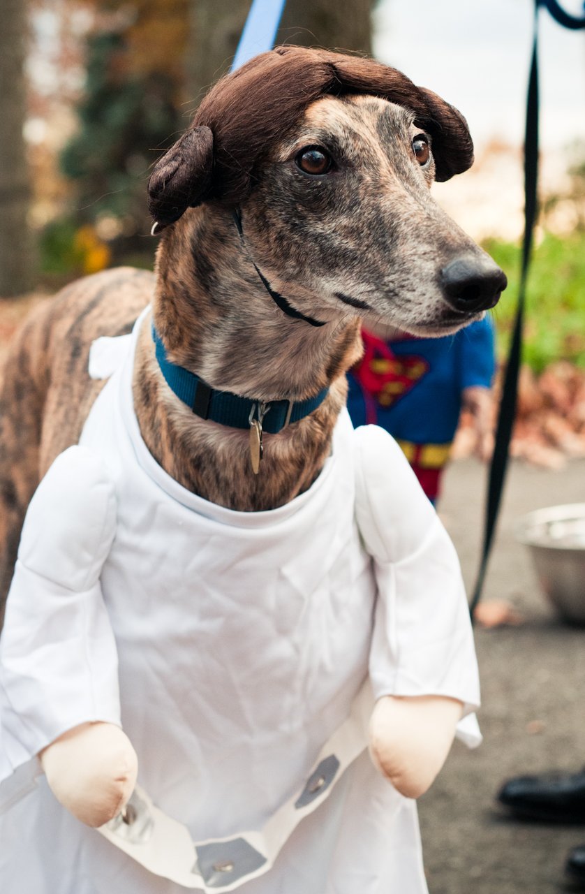 photo of a brindle greyhound wearing a Princess Leia halloween costume, including a wig