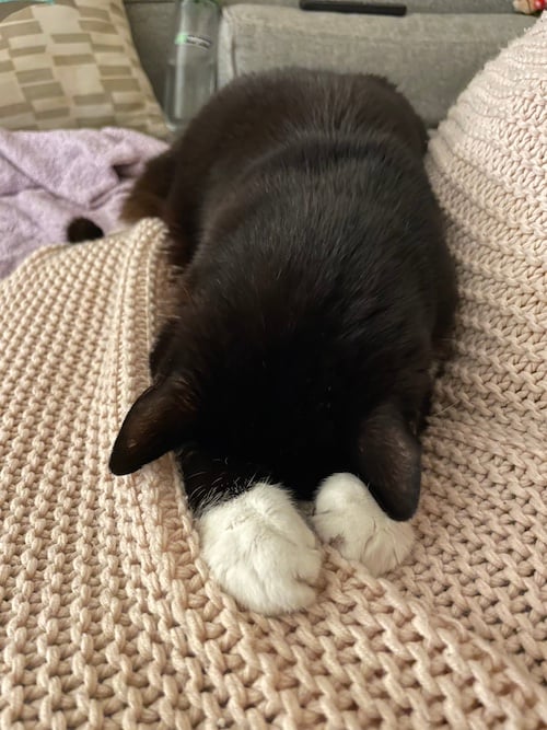 A sleeping tuxedo cat face planted on a beige/pink blanket with white paws outstretched in front of her.