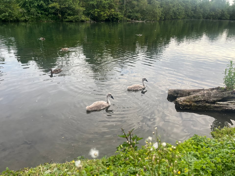 A large river with two fluffy grey cygnets floating near the bank