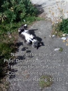 Picture of a gray and white cat laying on its back with the following text: Name: Little Blue Cat Pros: Demands lunch, won't take no for an answer Cons: Currently missing Bundersnoot Rating: 10/10