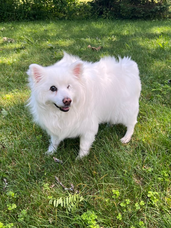 Milo the mighty cloudfloof stands on the grass of my backyard, looking all handsome and charismatic as he looks at the camera, a slight smile playing on his lips. His ears are wide set in happy alertness.
