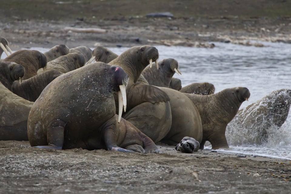 group of walruses heading into water
