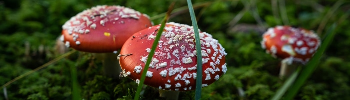 red mushrooms in moss