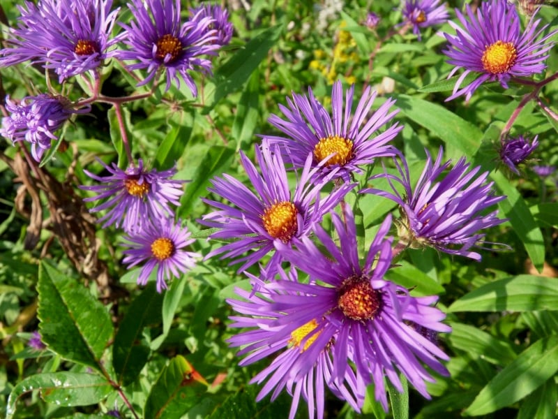 Purple asters, up close. So beautiful! / Photo by Bruce Ause