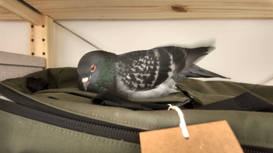 A photo of a small pigeon on a canvas bag. Motion blur shows that the pigeon is flicking her wings quickly.