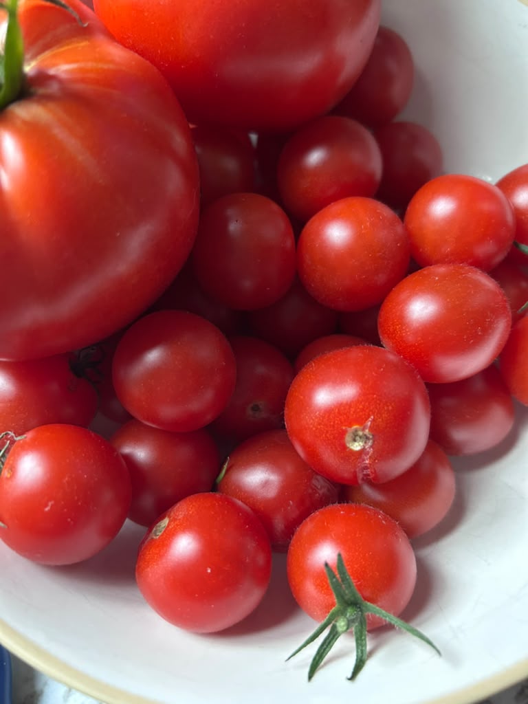 A close-up of tomatoes in a bowl.