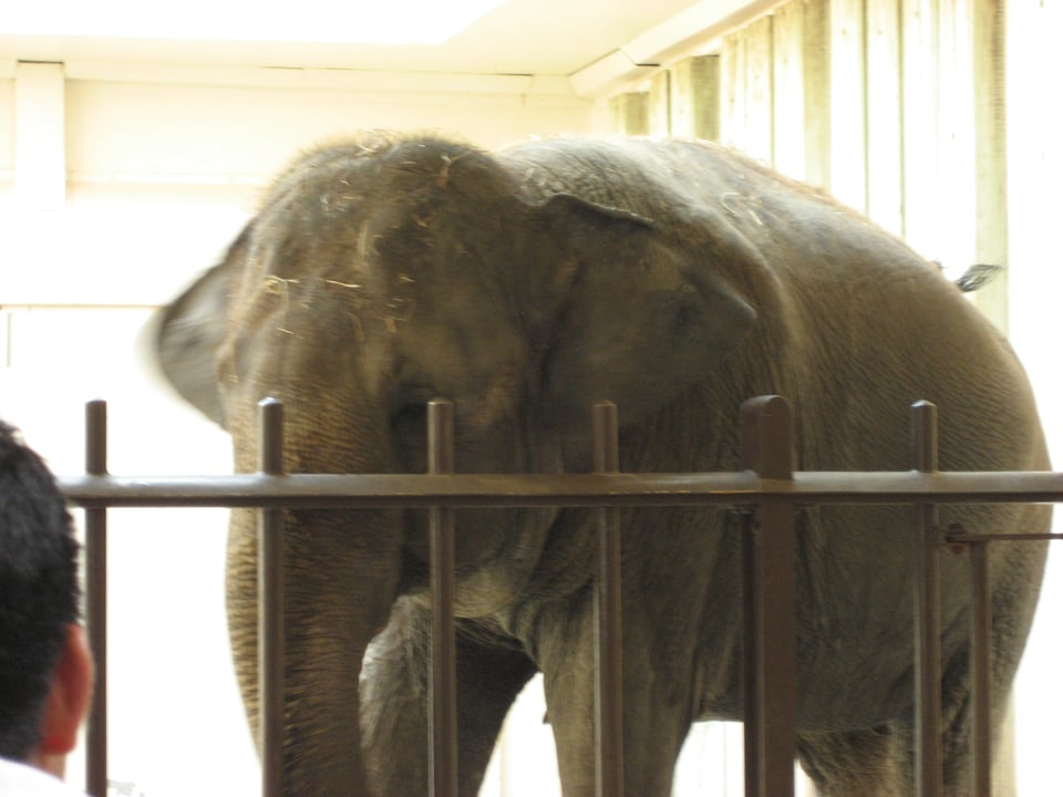 An elephant in a large stall on the far side of a high fence.