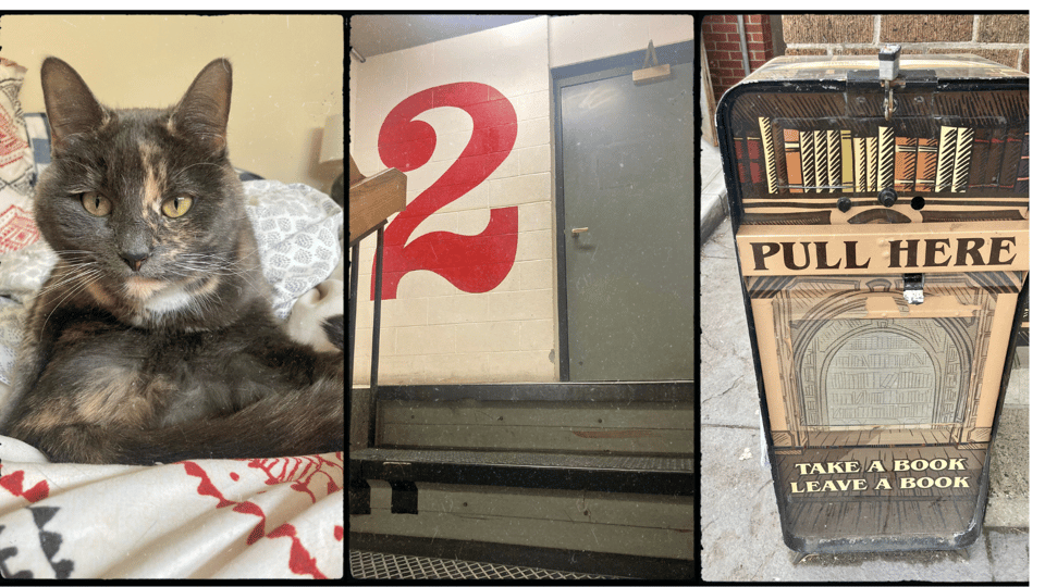 3 photos. L-R: a gray dilute tortie cat with gold eyes, sitting on a bed; a very 70s brutal stairwell with a big red "2" painted on the landing wall; a bookshelf made out of a newspaper stand and painted with books and the words "pull here."