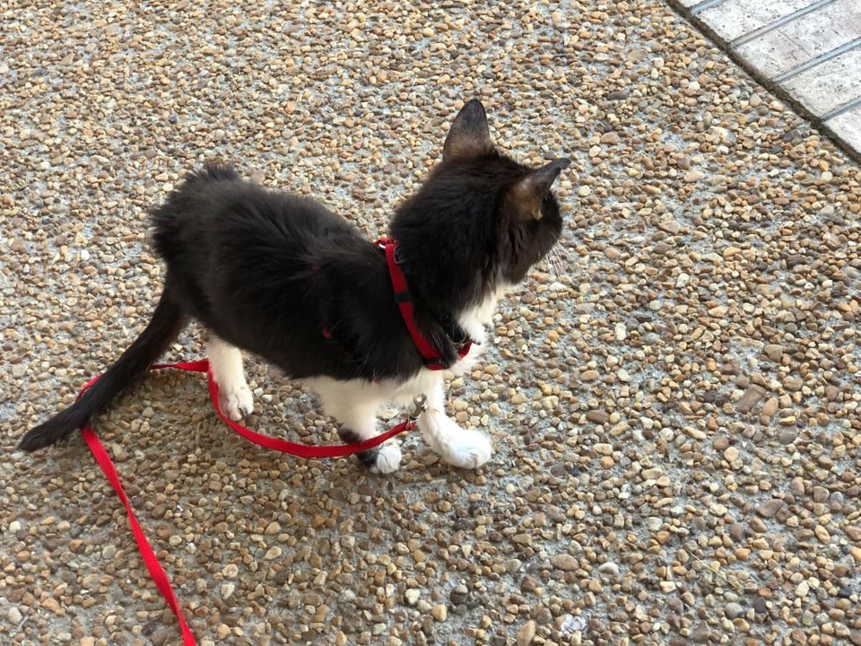 a black and white cat with four white paws, wearing a red harness and leash, is standing on a pebbly porch. He is watching the street intently, ignoring the camera