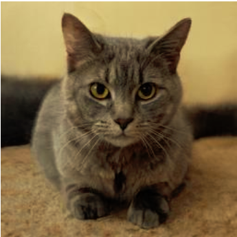 Gray cat, staring into the camera
