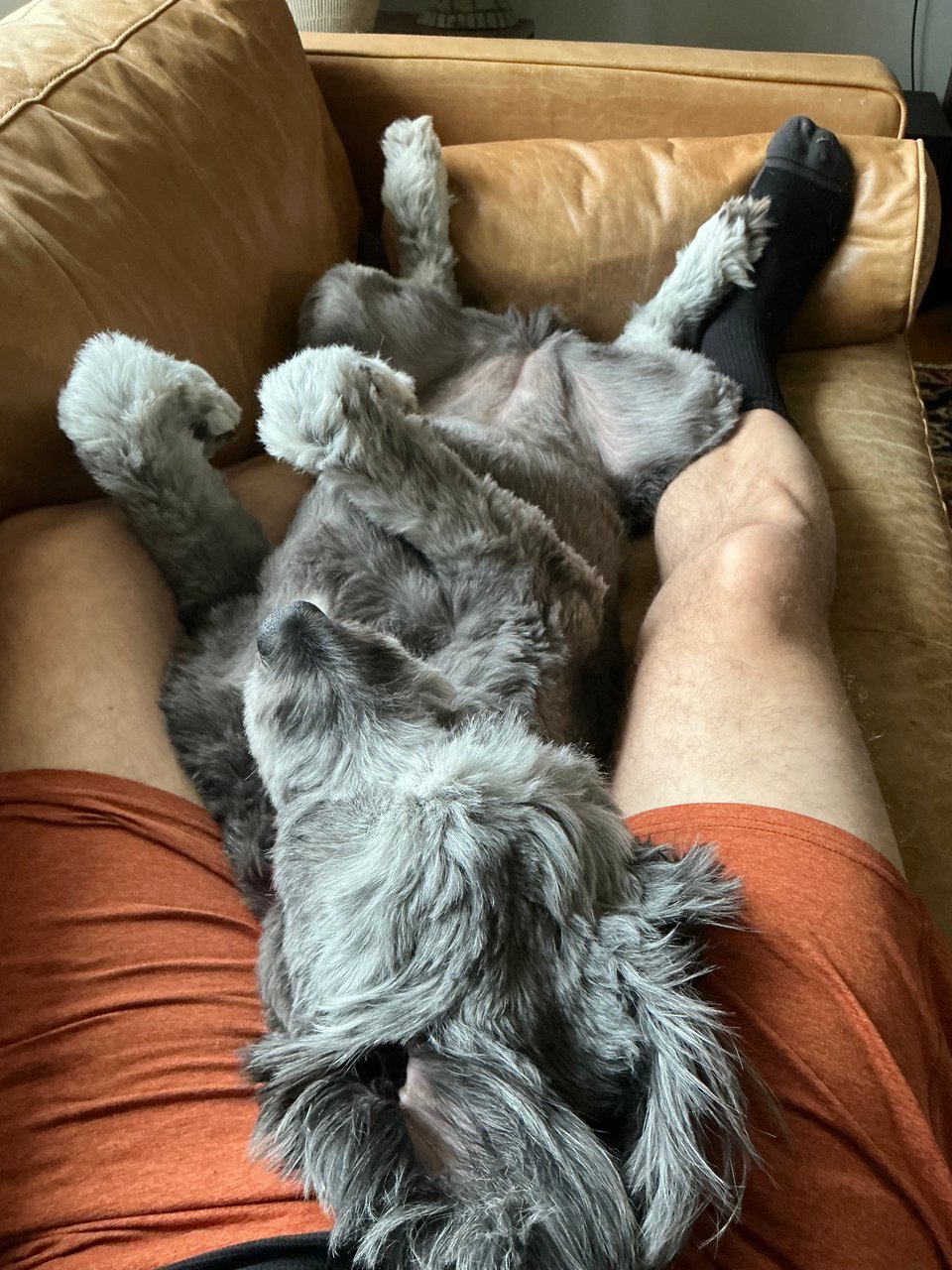 photo of gray aussiedoodle on her back, lying between a pair of legs in rust-colored sweat-shorts, on a light-brown leather sofa; the dog's paws are in the air and she is sleeping peacefully