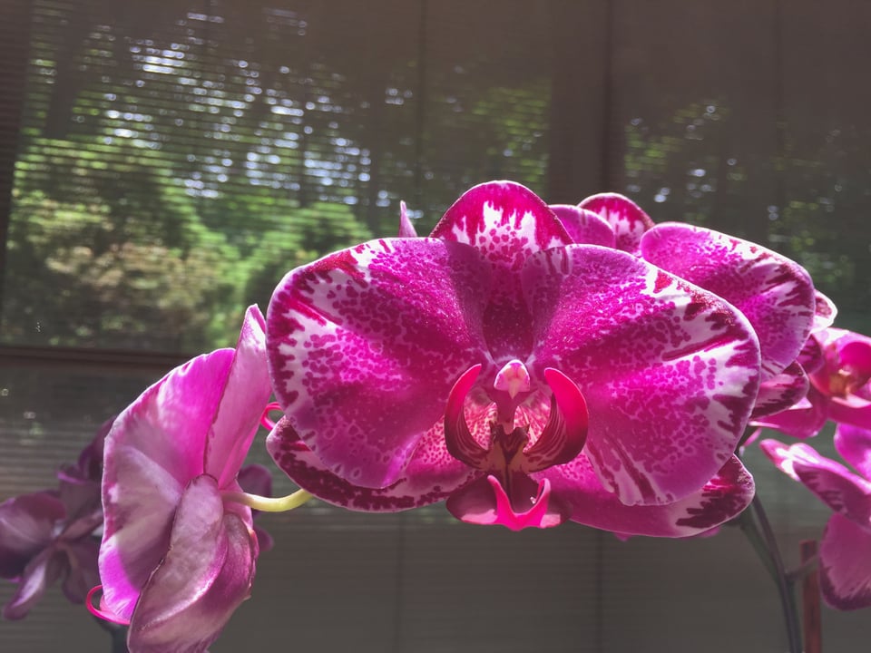 photo of a pink/purple orchid growing in a suburban kitchen. Through the window blinds you can see trees in the background