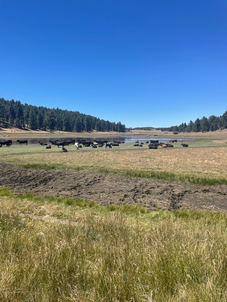 Cows on the Sunset Trail