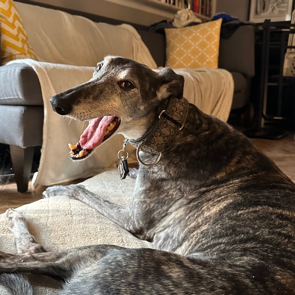 Photo of brindle greyhound on a dog-bed, mid-yawn