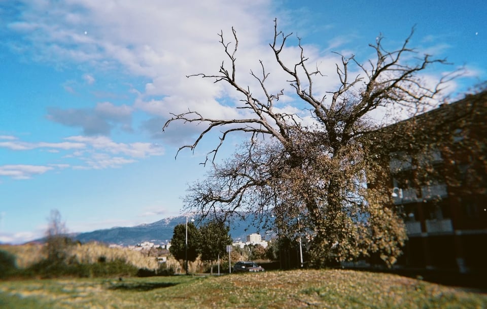 A half-dead/half-alive tree. That's how I feel.