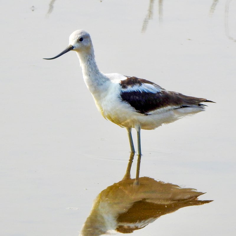 A jazzy vagrant, wouldn’t you say? American Avocet. / Photo by Steve Dietz