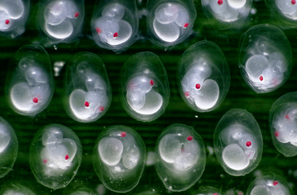 Incredible close-up photo of three rows of developing pygmy squid embryos. Their bodies are translucent and their eyes are vivid red.