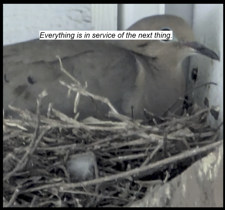 A grey bird sitting in a next. Text cover its eye: "Everything is in service of the next thing."