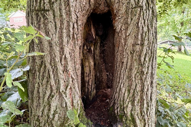 A large cavity in the trunk of a Basswood tree
