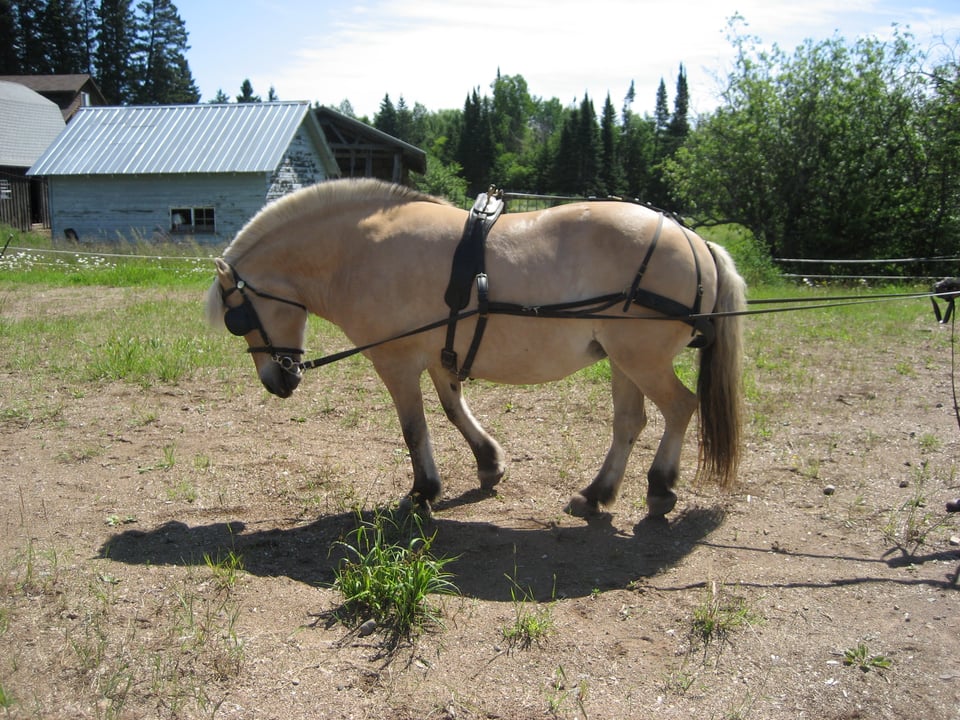 A dun Fjord pony in harness, head ducked inward, walking backwards.
