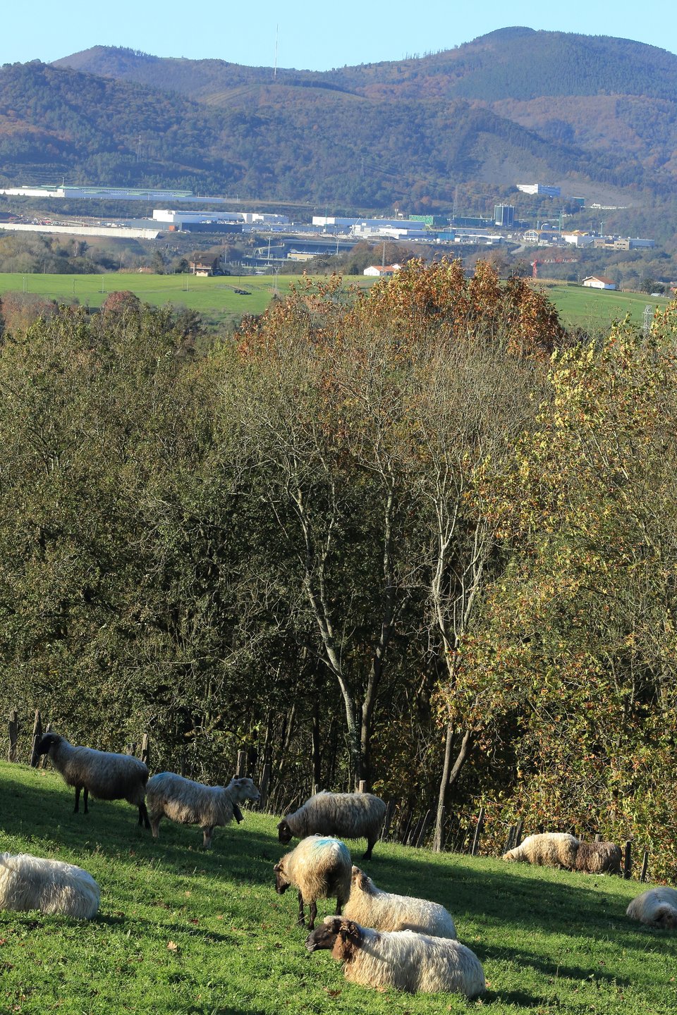 Sheep overlook the incinerator plant