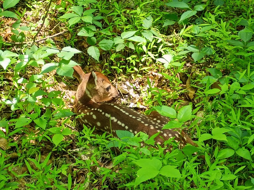 baby deer