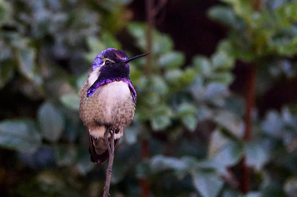 A small floof with a stunning purple iridescent helmet