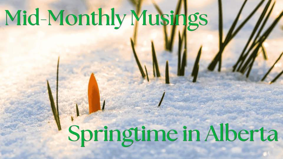 The tip of an orange crocus flower plus some blades of green grass poke through a bed of crystalline white snow, and dappled sunlight. Mid-Monthly Musings at top left; Springtime in Alberta at bottom right; all text in bright green