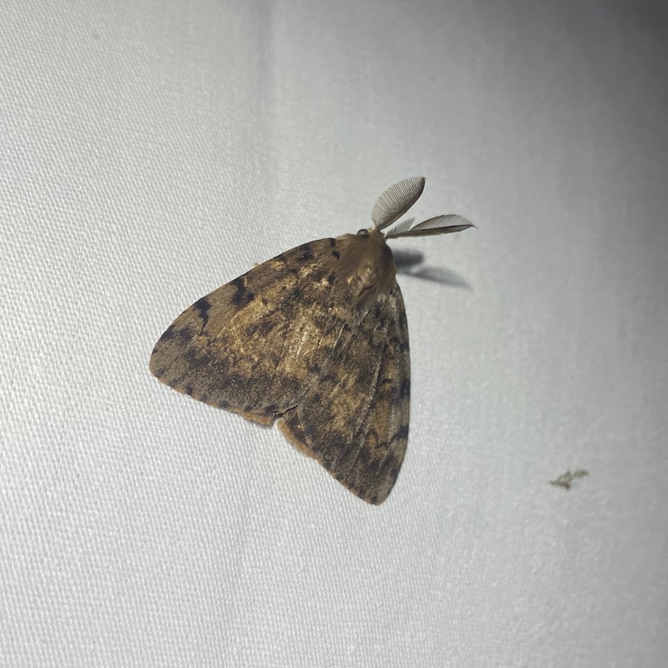 A brown moth with wood-colored wings on a white sheet.