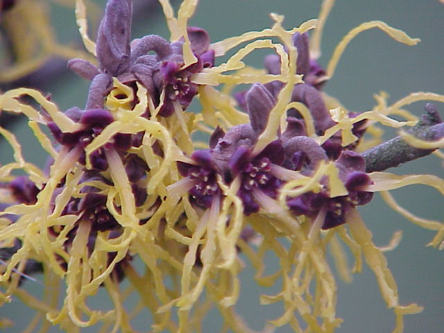 Hamamelis japonica close-up flowers (from Wikipedia)