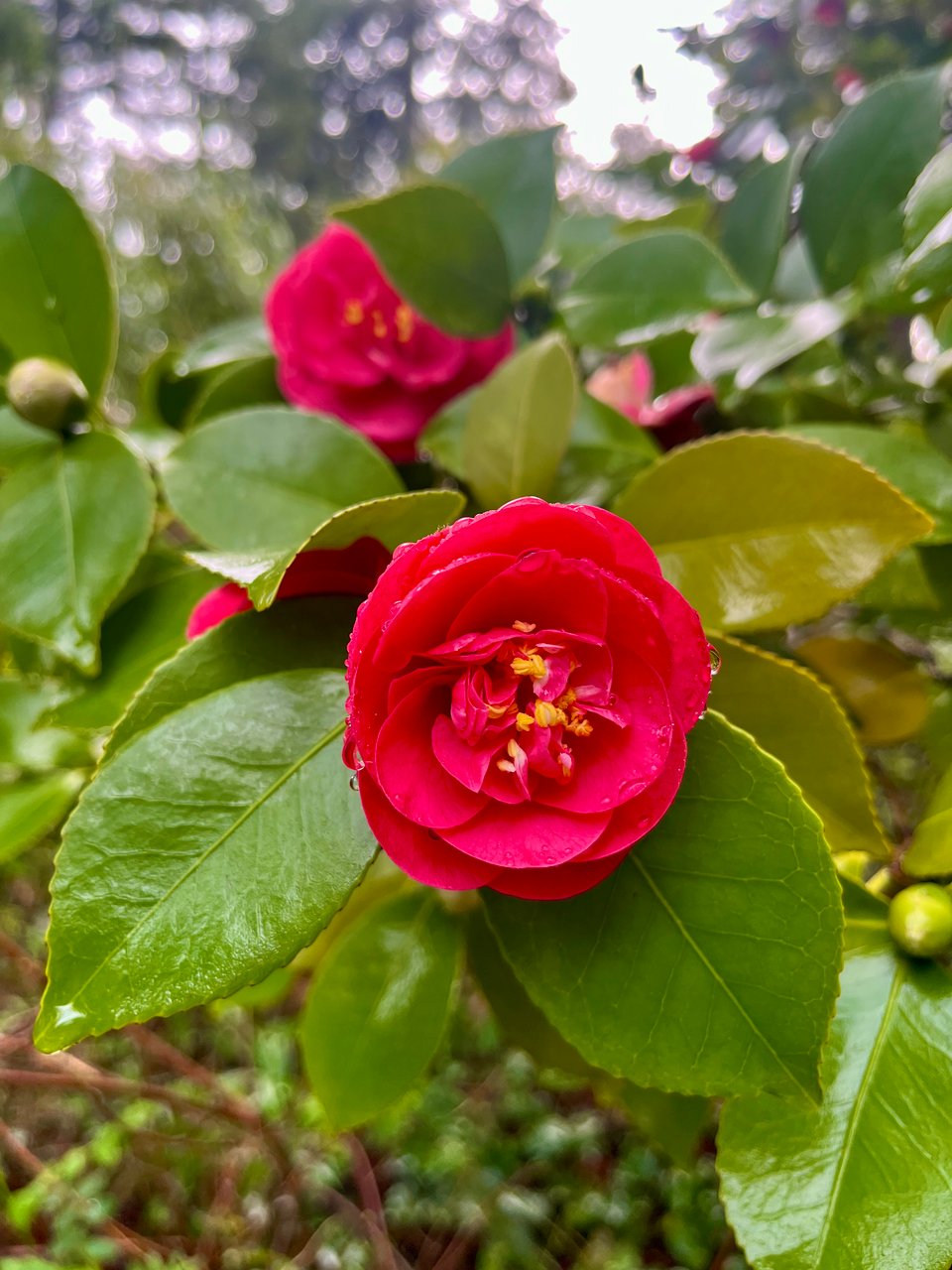 a pink camellia blossom with green leaves