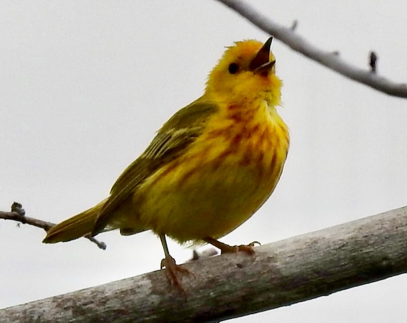A yellow warbler sings its heart out. / Photo by Janet Malotky