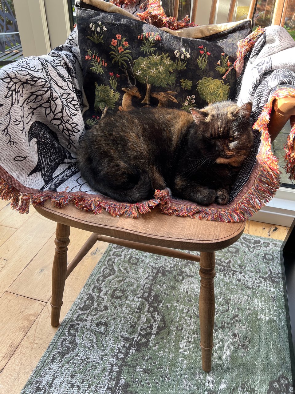 Celebrate the familiar 🐾