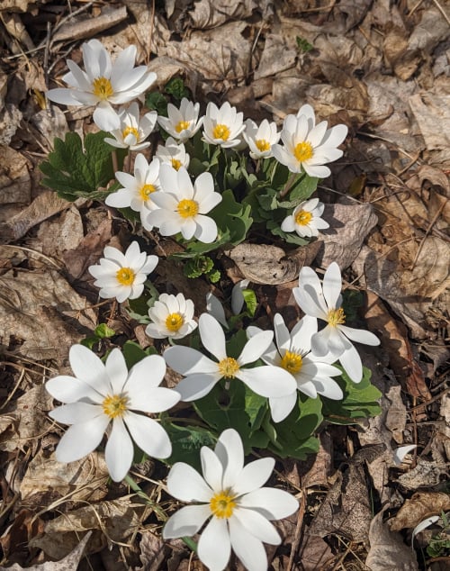 A vigorous patch of bloodroot, with over a dozen bright white flowers peeking up from the leaf litter