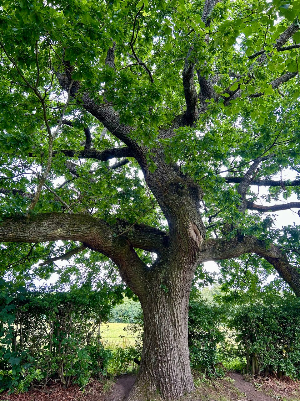 A huge linden tree in full foliage and bloom is on the edge of a hedged field. Image by Rowan Ambrose.