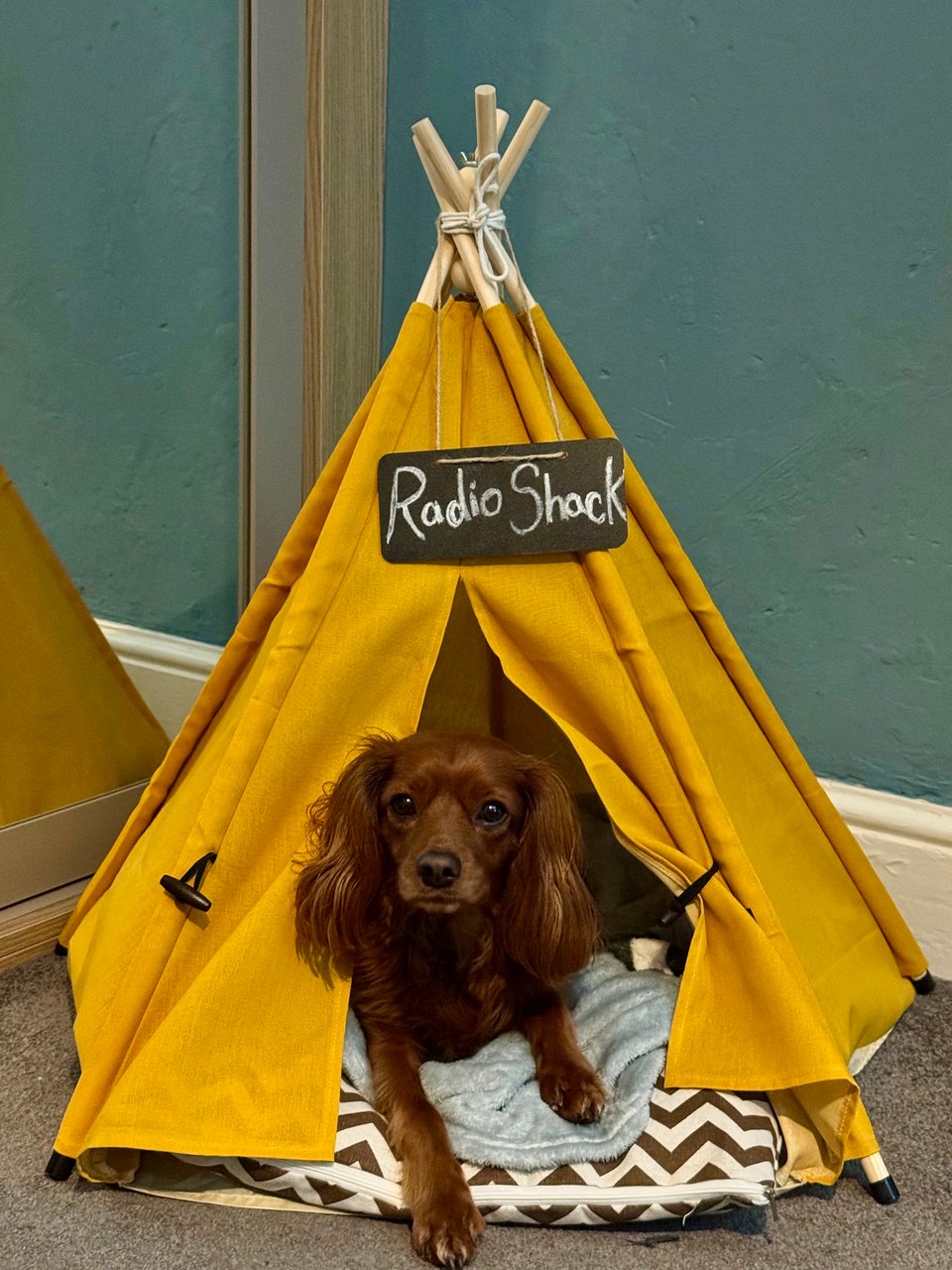 A cute dog in a tent.
