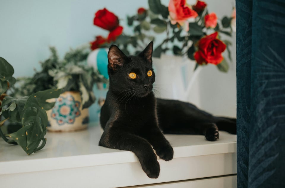 elegant-black-cat-resting-by-red-roses Image from Pexels.